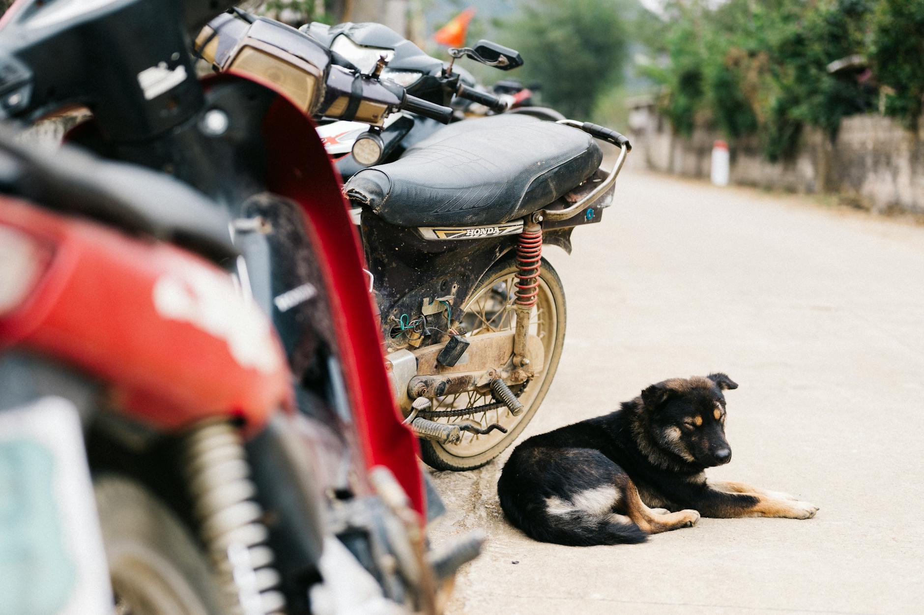 A dog relaxing on a street in Lạng Sơn, Việt Nam, near parked motorbikes.