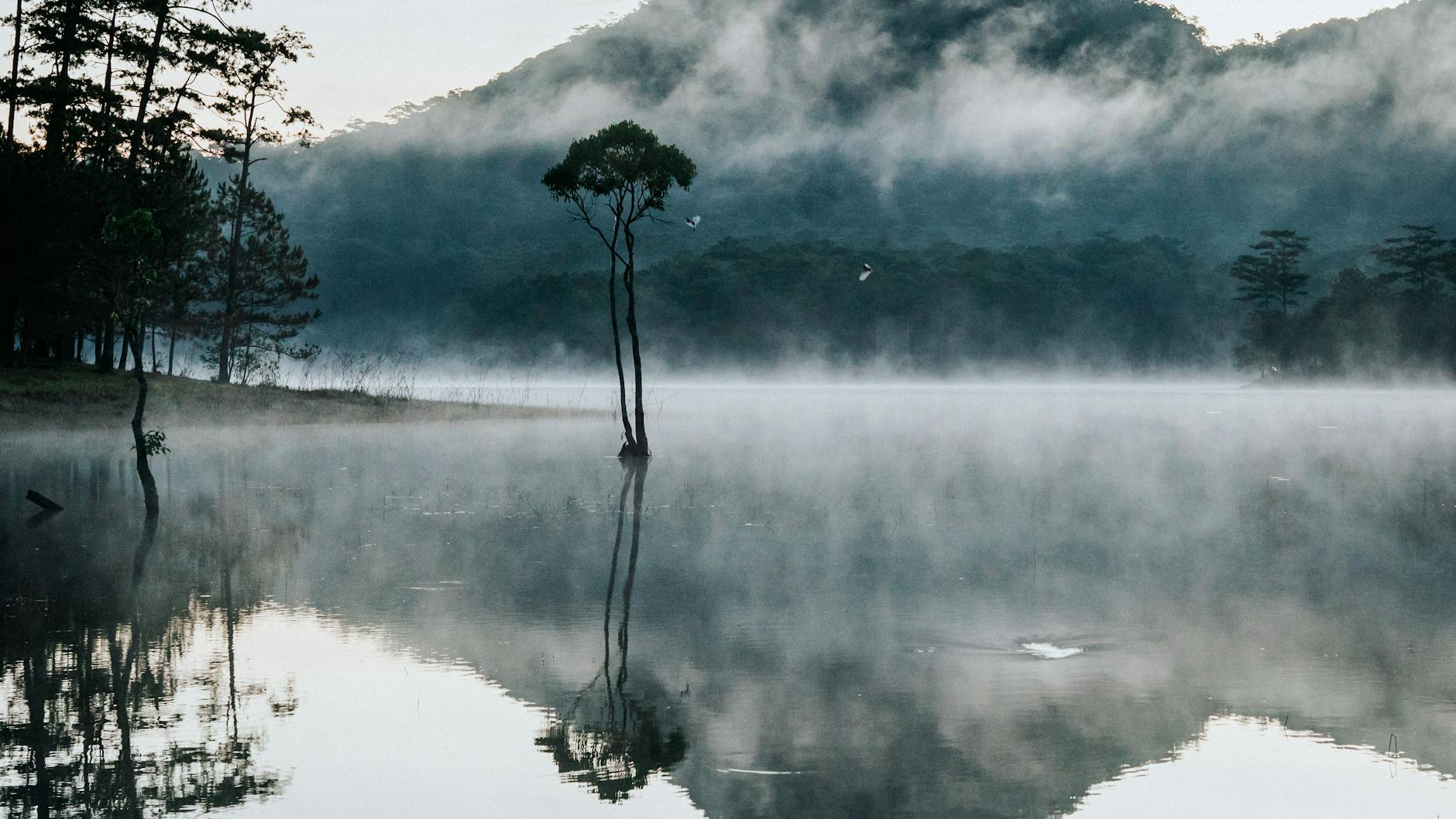 Serene misty lake with trees and reflections in Đà Lạt, Vietnam, capturing tranquility.