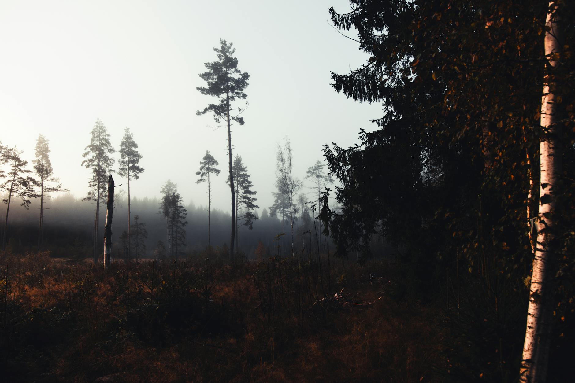 Serene misty forest scene with tall trees at sunrise in Scandinavia.