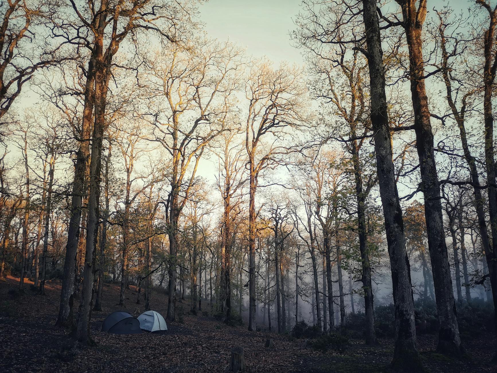 Tranquil forest scene with two tents among leafless trees at sunrise, perfect for fall camping theme.