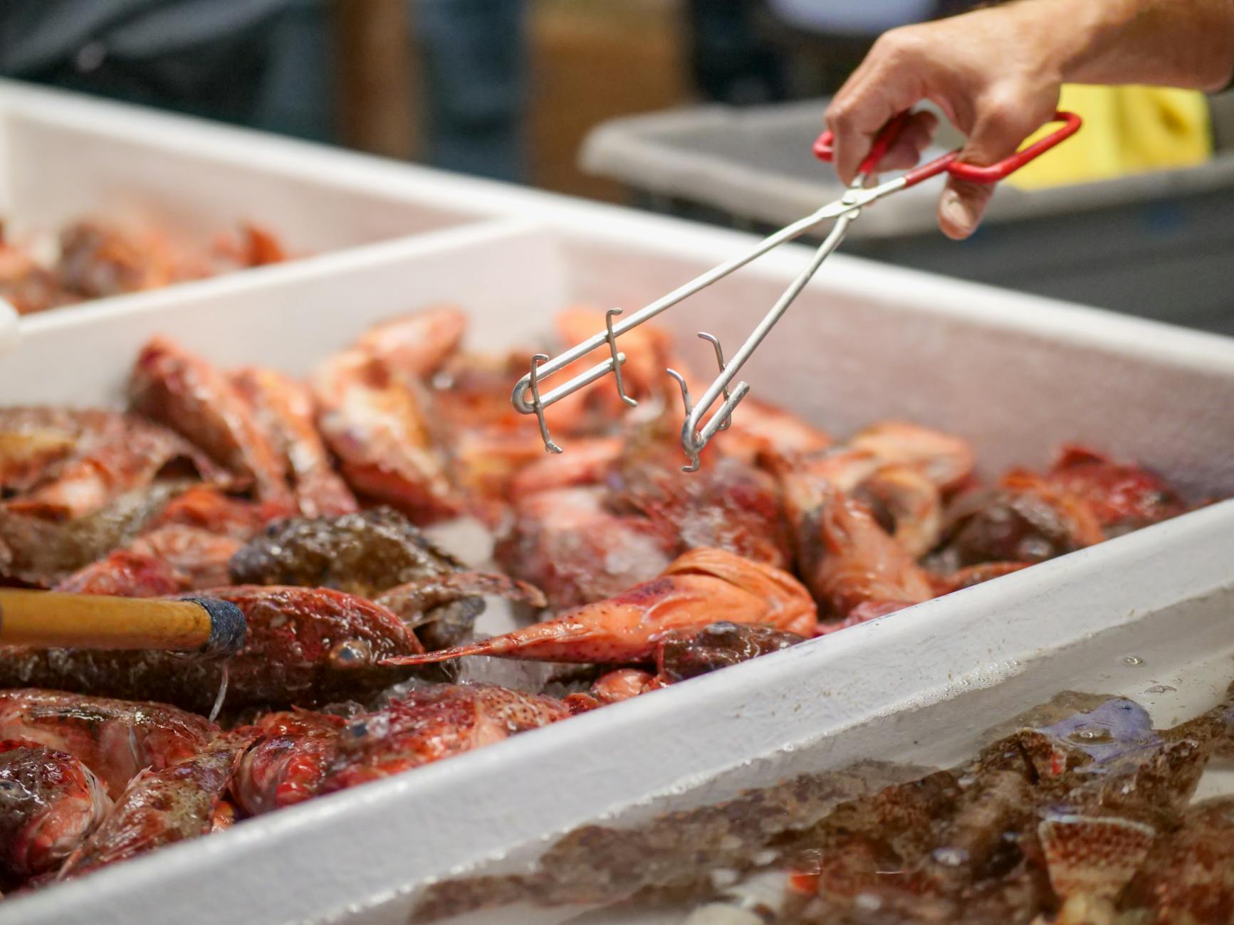 Fresh sculpin on ice at a seafood market with a hand using tongs to select fish.
