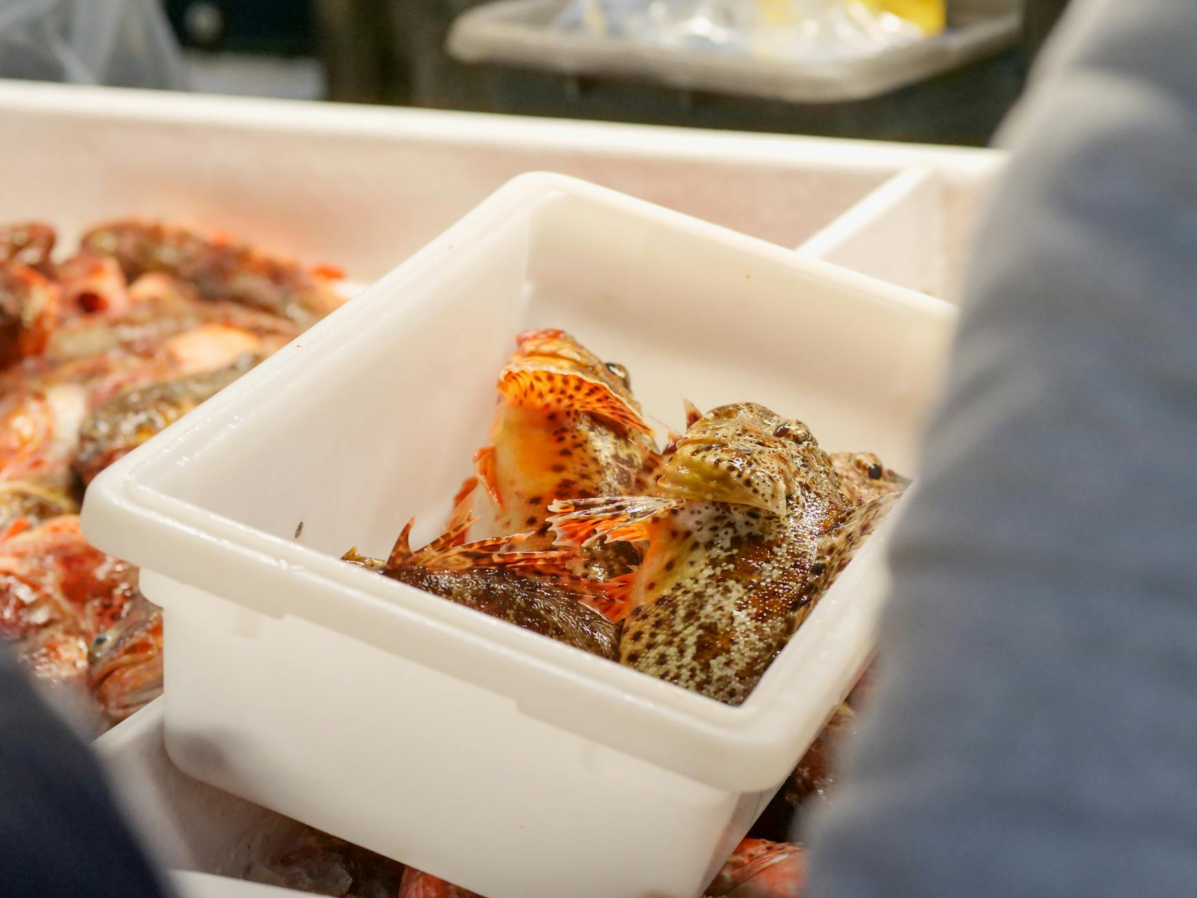 Close-up of raw seafood in a plastic container at a market, showcasing freshness.