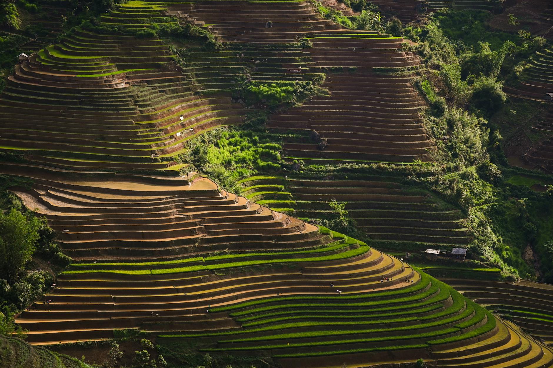 Aerial view of lush green rice terraces in Vietnam, showcasing nature's beauty.
