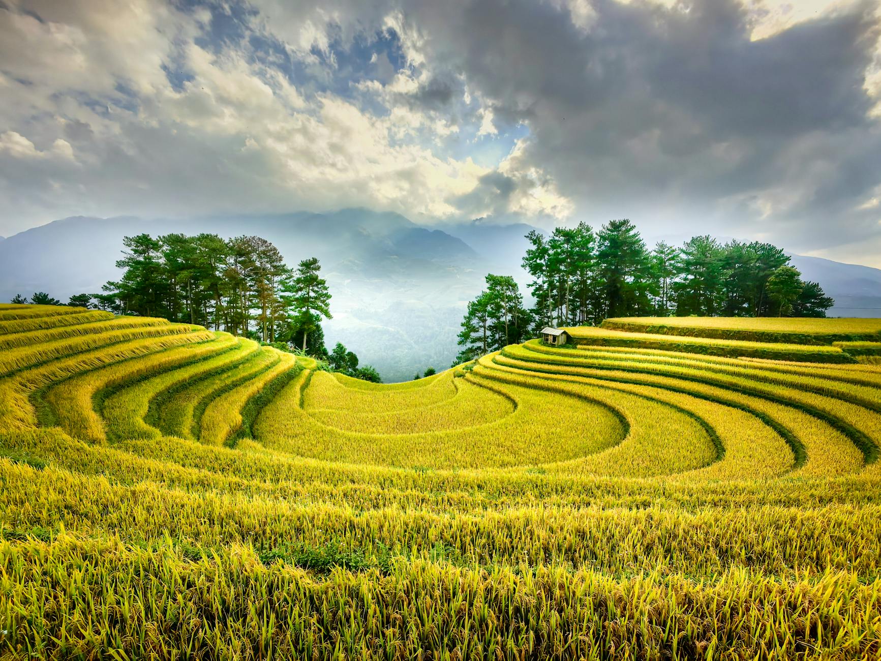 A breathtaking view of lush rice terraces in Mu Cang Chai, Yen Bai, Vietnam under dramatic clouds.