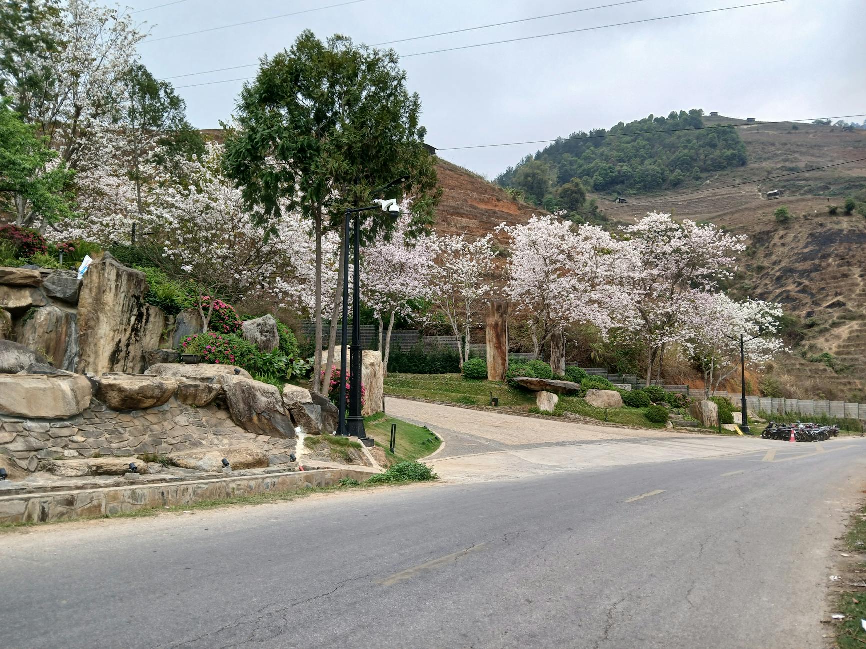 Serene road lined with cherry blossom trees and rocky landscape, capturing the essence of spring.