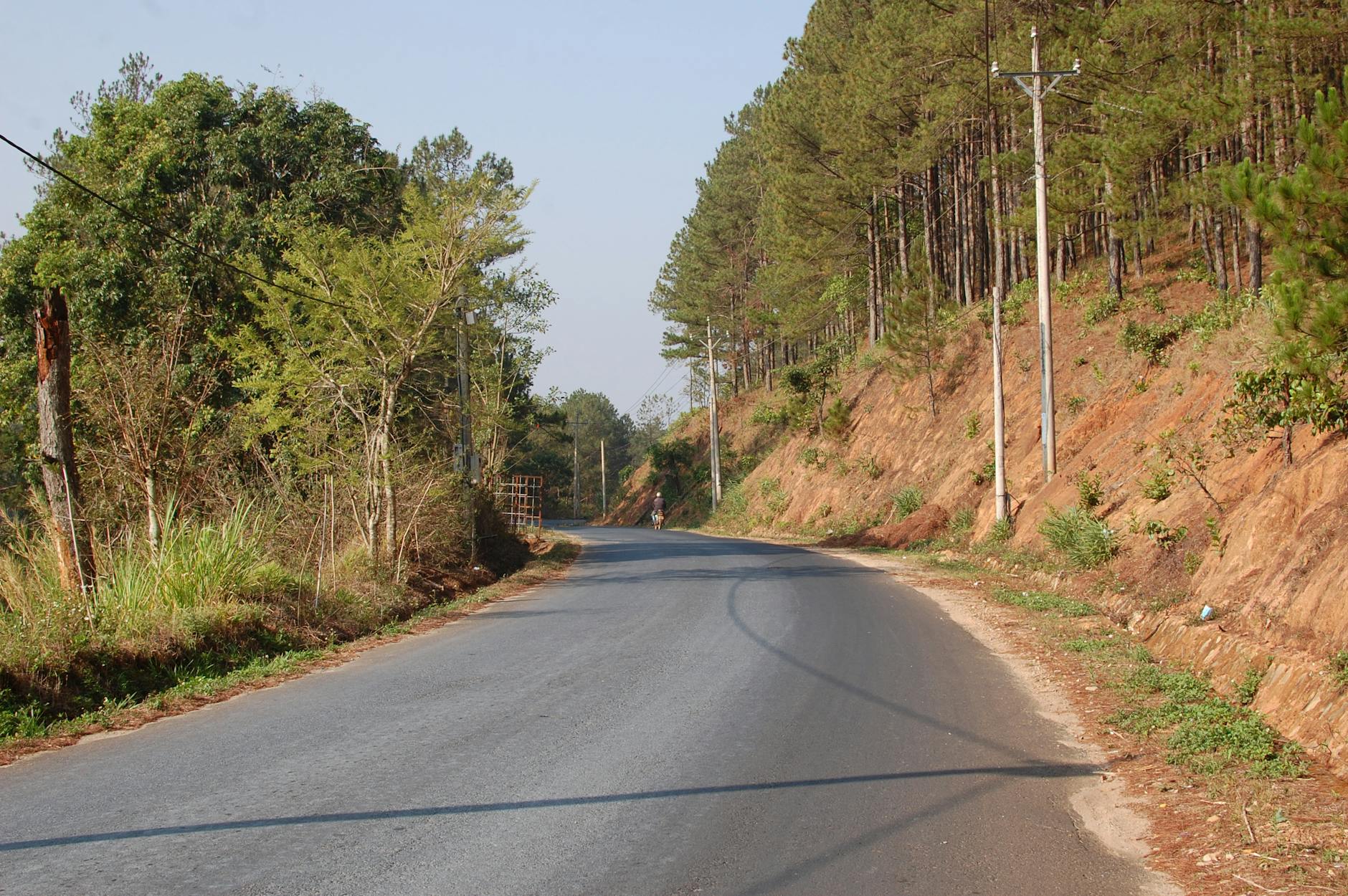 Beautiful rural road lined with pine trees in Vietnam, offering a peaceful nature escape.