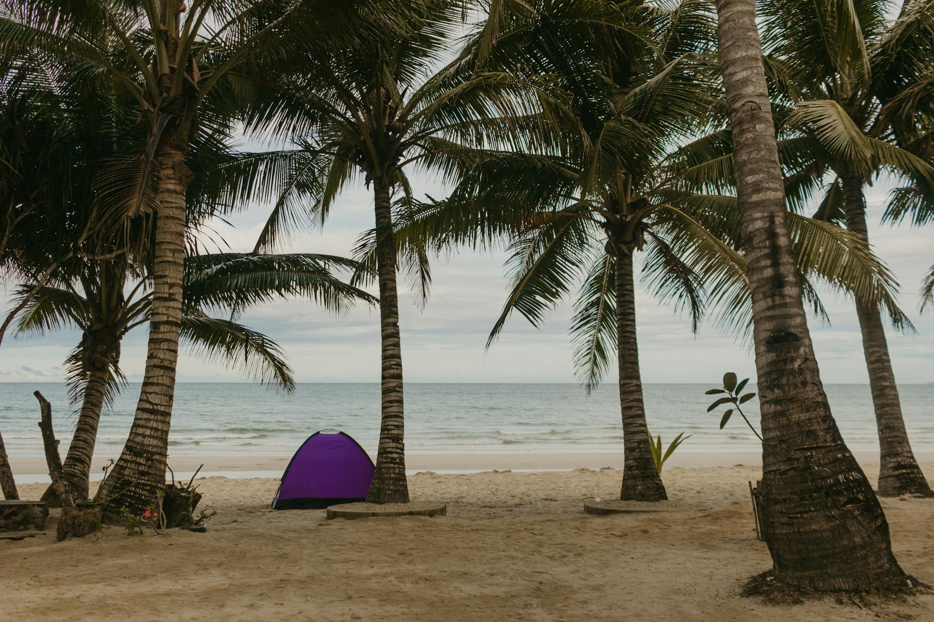A peaceful beach scene with a purple tent among coconut trees and a sandy shore.