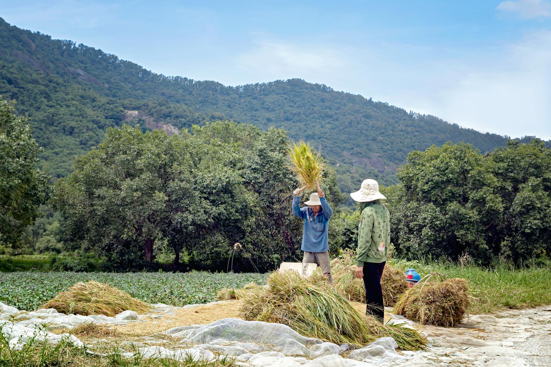 Asian farmers harvesting rice in scenic An Giang, Vietnam under a clear blue sky.
