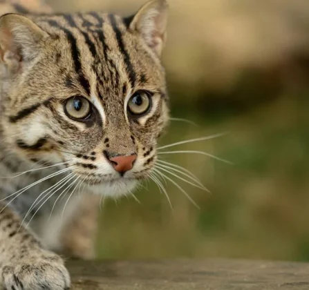 কৃষি অর্থনীতির বন্ধু মেছো বিড়াল: এক জীবনে ৫০ লক্ষ টাকার ফসল রক্ষাকারী এক নীরব প্রহরী