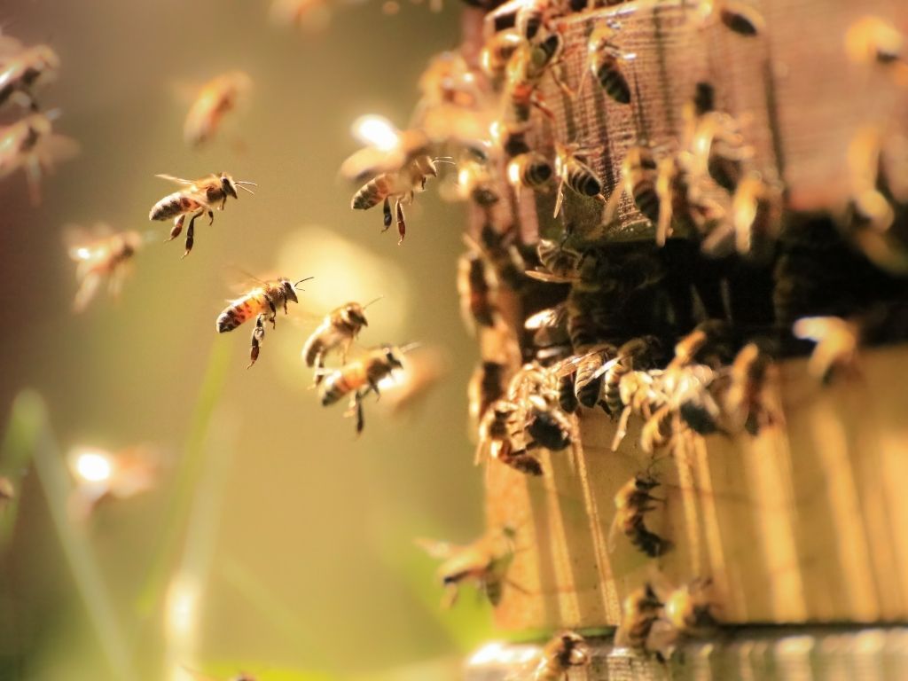 abeilles2.jpg