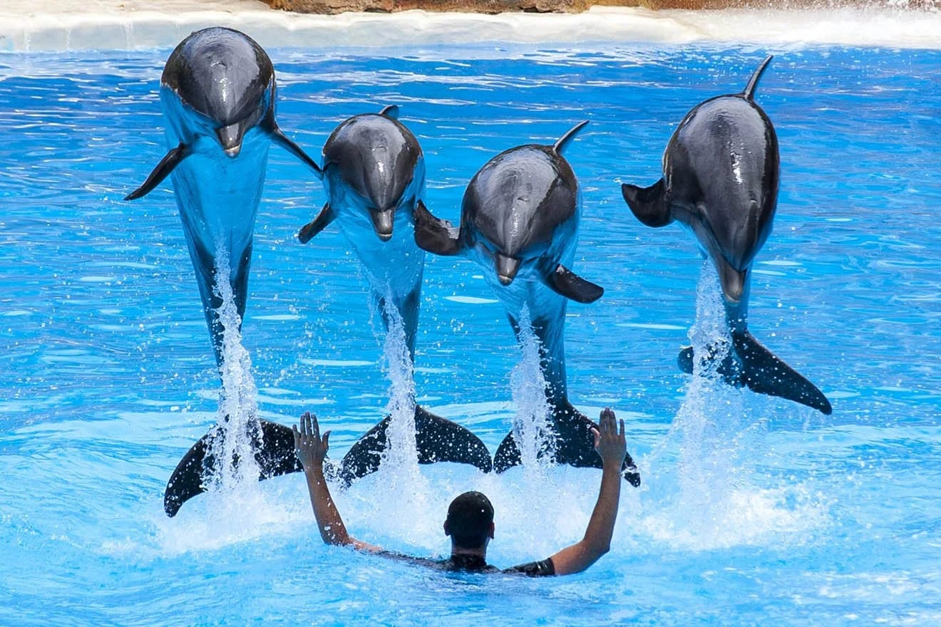Dolphin World Tour from Agadir