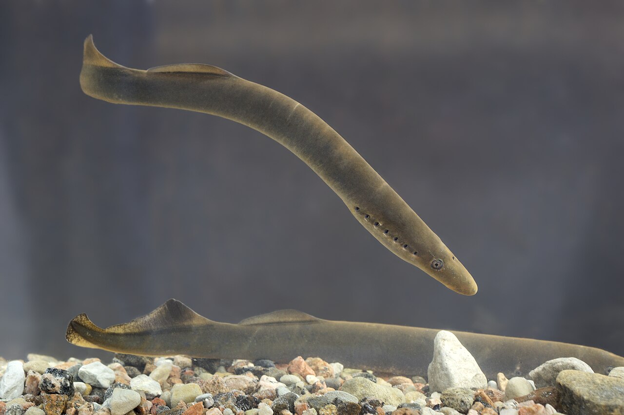 By Tiit Hunt - Own work, CC BY-SA 3.0, https://commons.wikimedia.org/w/index.php?curid=17861470