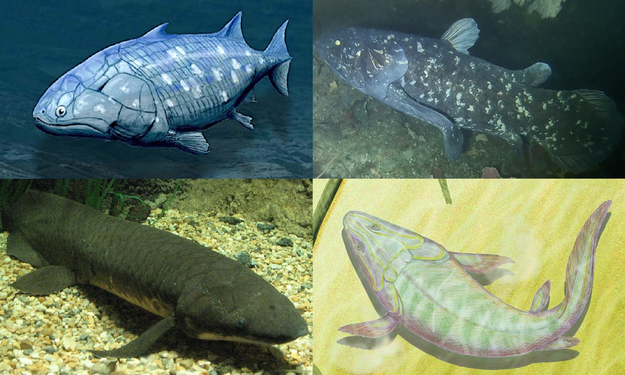 By User:ArthurWeasleyUser:Bruce A.S.HendersonUser:Mitch AmesUser:DiBgd - File:Guiyu BW.jpgFile:Coelacanth off Pumula on the KwaZulu-Natal South Coast, South Africa, on 22 November 2019.pngFile:Neoceratodus forsteri, 2014-09-19.JPGFile:Panderichthys12DB.jpg, CC BY-SA 4.0, https://commons.wikimedia.org/w/index.php?curid=83481953