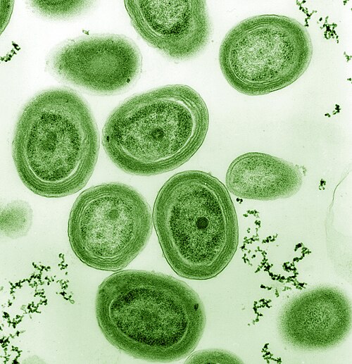 By Luke Thompson from Chisholm Lab and Nikki Watson from Whitehead, MIT - flickr, CC0, https://commons.wikimedia.org/w/index.php?curid=79705118