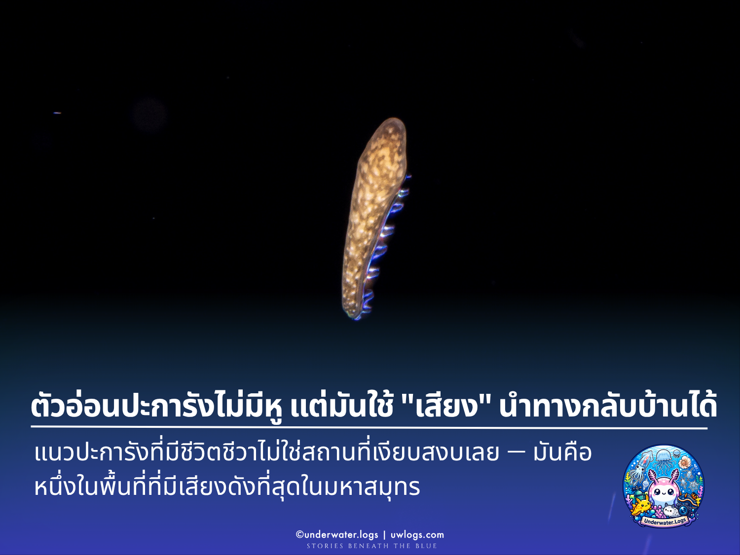 Hard Coral lavae