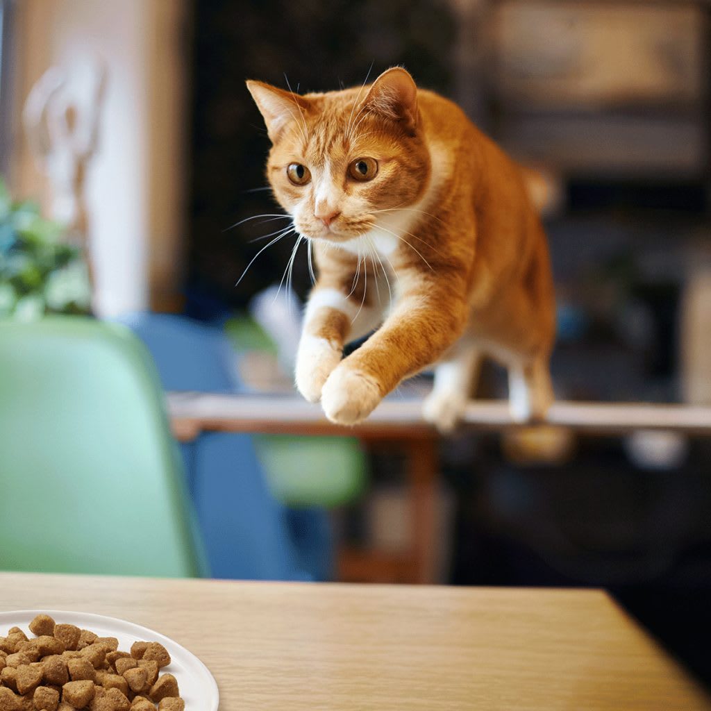 La nutrition vétérinaire : un allié pour la mobilité des animaux