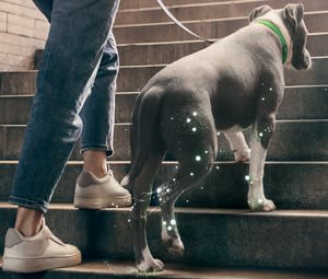 La Science au Service des Animaux : Librela et l'Importance des Données