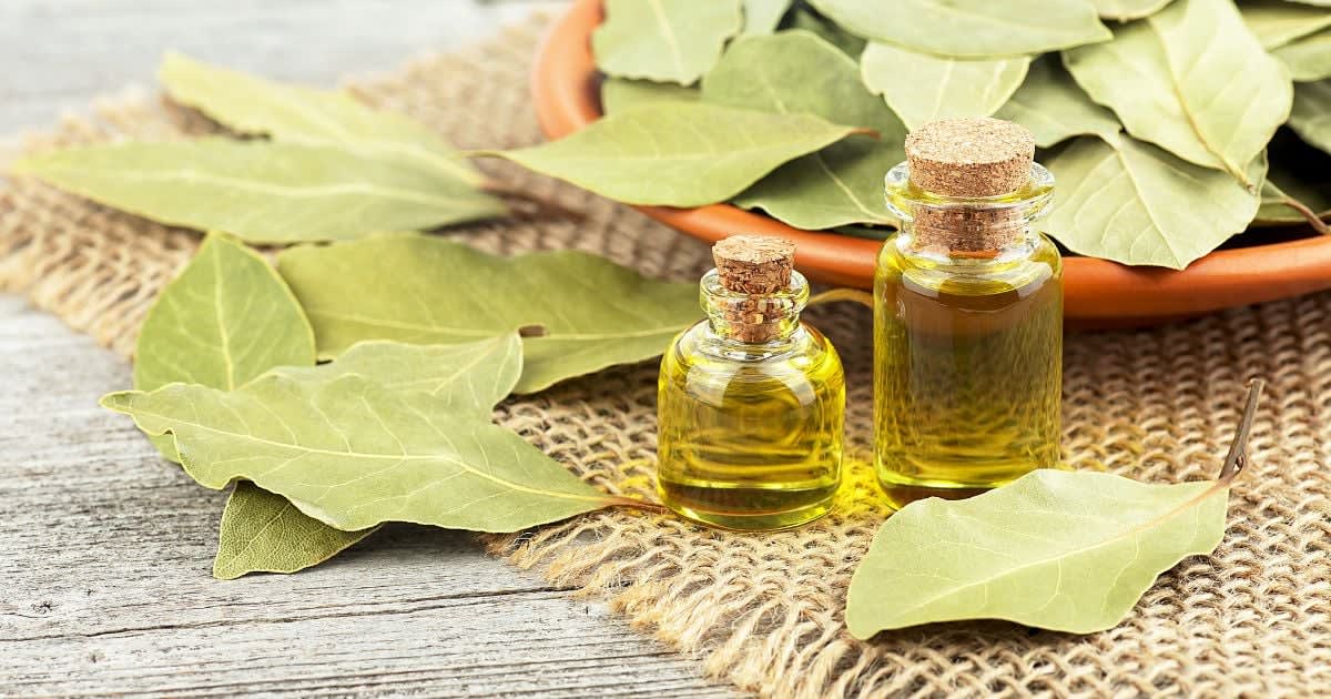 Rafraîchir votre intérieur avec une astuce simple : le citron et les feuilles de laurier