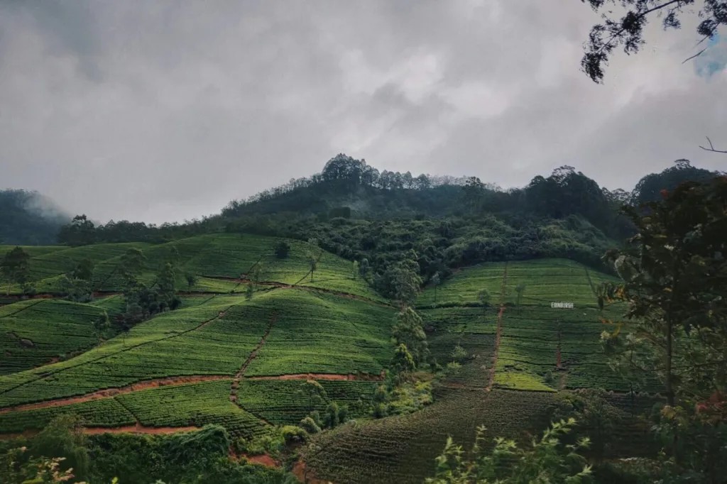 Le Sri Lanka vise 3 millions de touristes en se concentrant sur leurs dépenses