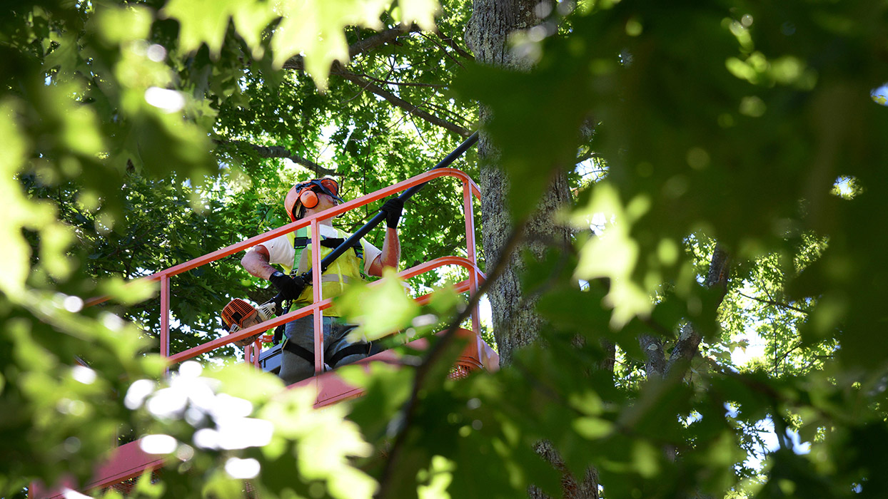 Climber trimming tree on crawler