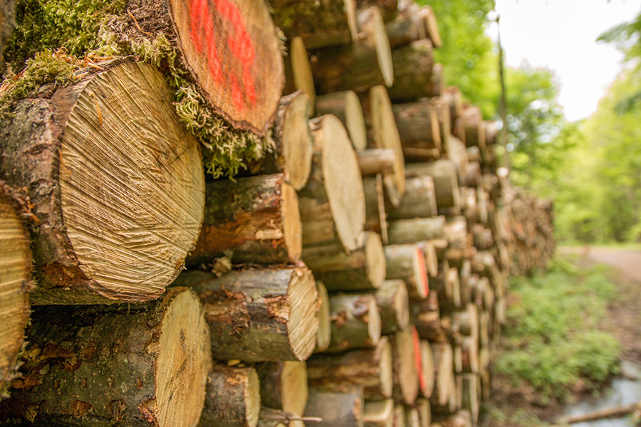 stack of firewood