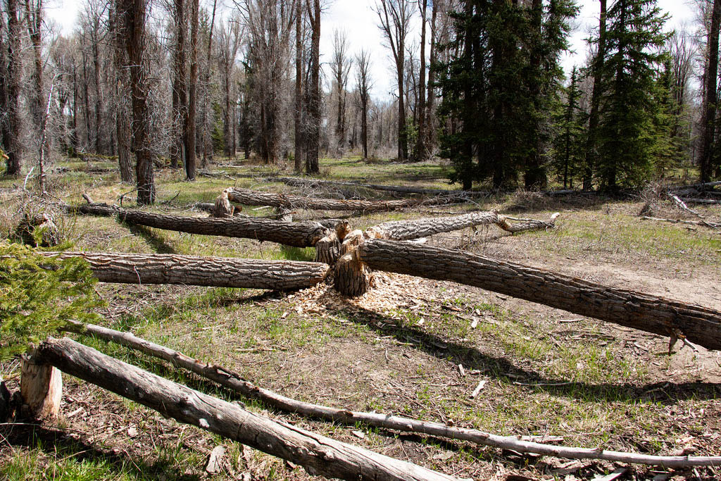 lot of trees cut down