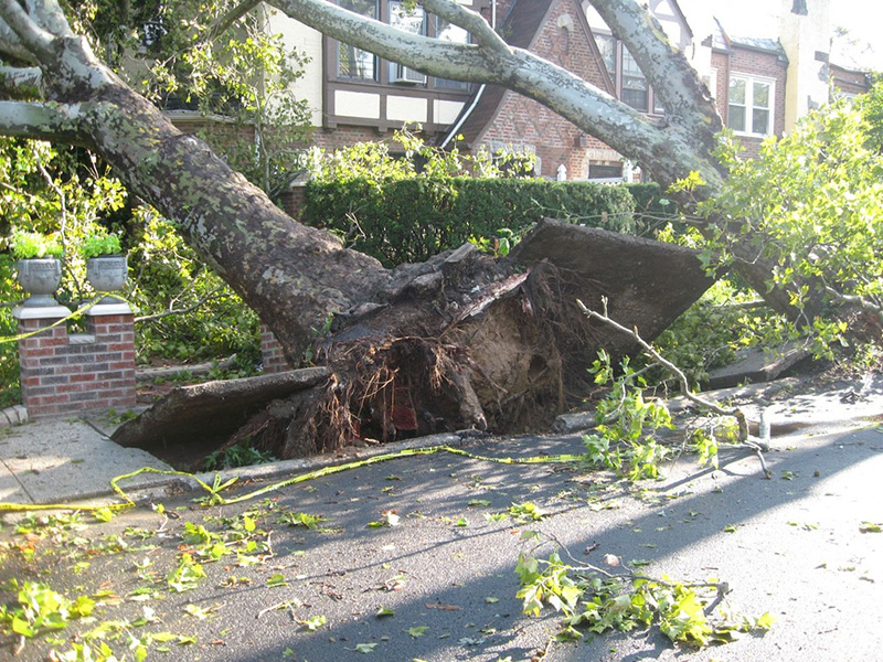 trees leaning over from storm damage