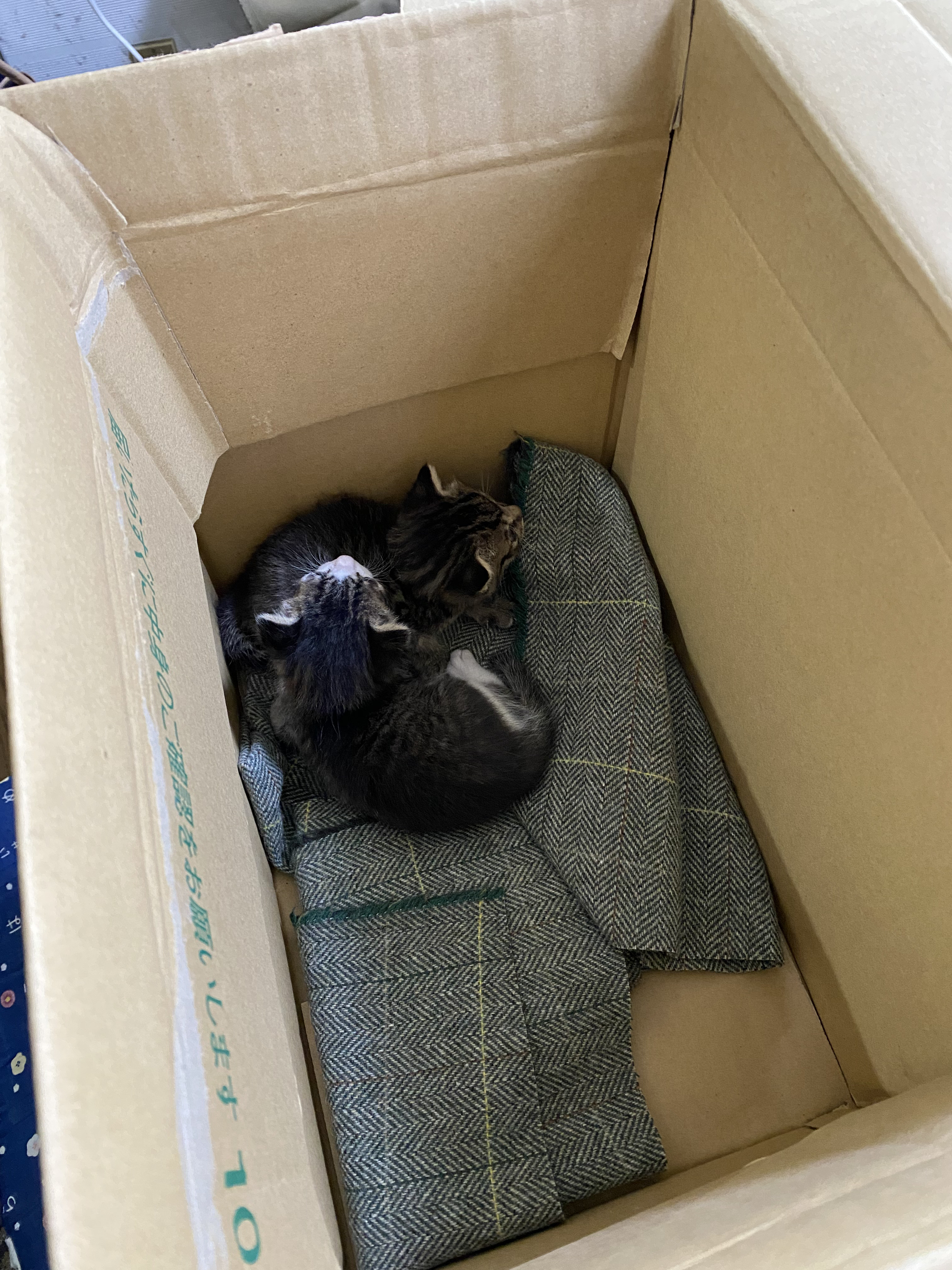 【福山市】屋根裏に迷い込んだ子猫を救出！便利屋ふじわらの動物保護対応