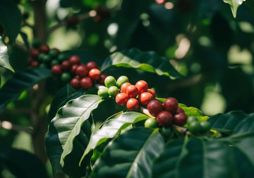 Klimaresiliente Kaffeesorten: Wie Genforschung und nachhaltiger Anbau die Zukunft sichern