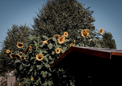 Stromkabel verlegen: Regeln für Wand & Garten | Stromxperten