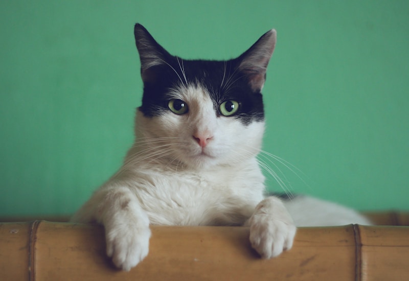 Cats — Home