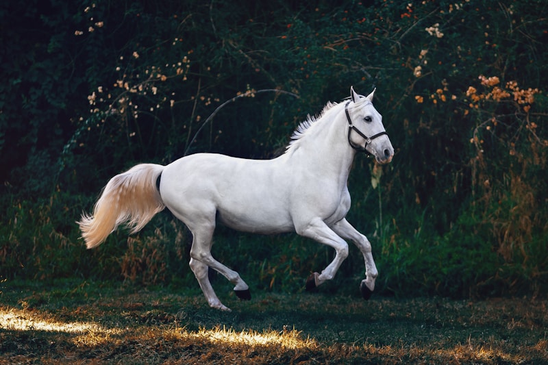 Riding hats — Sports