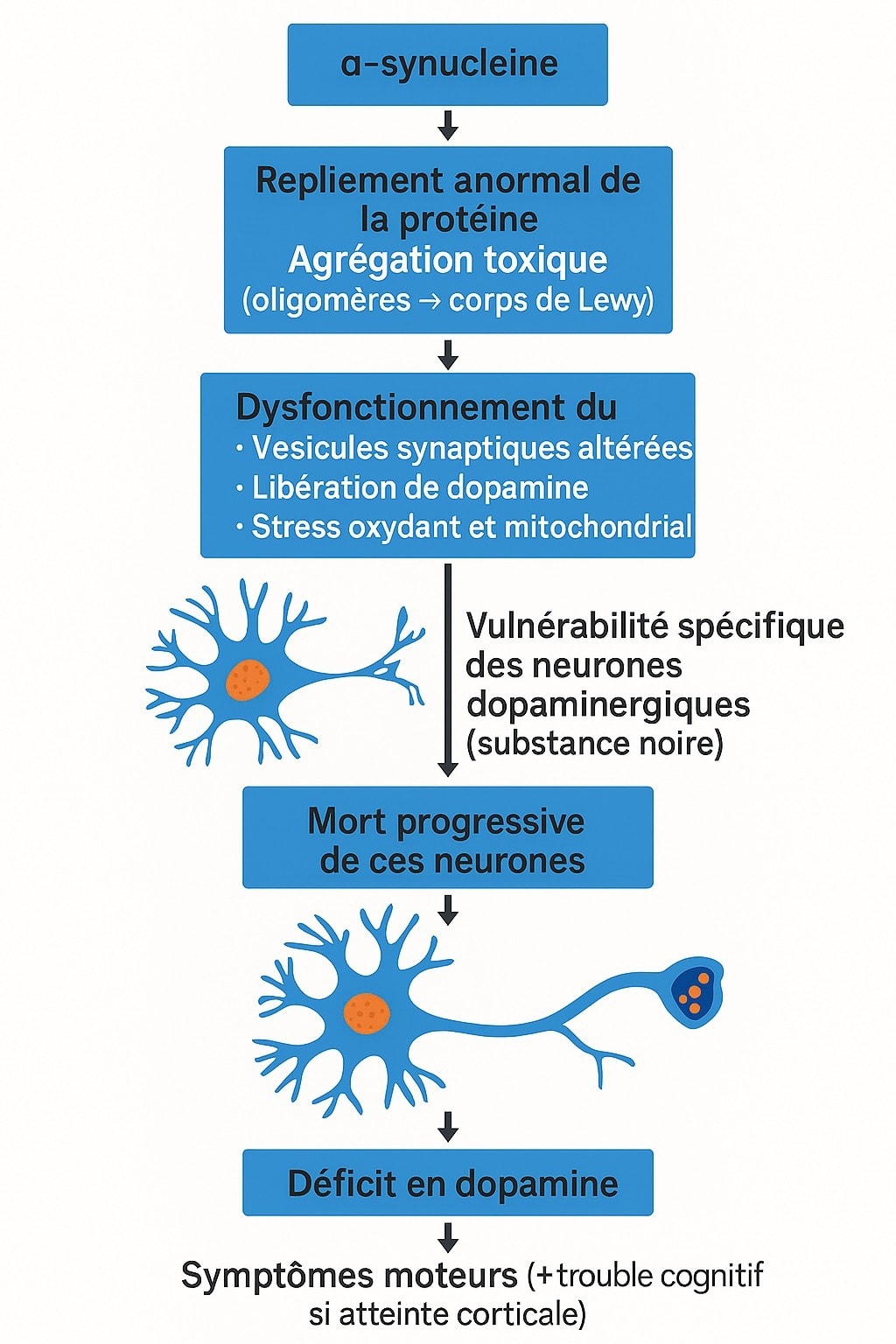 mécanisme corps de Lewy