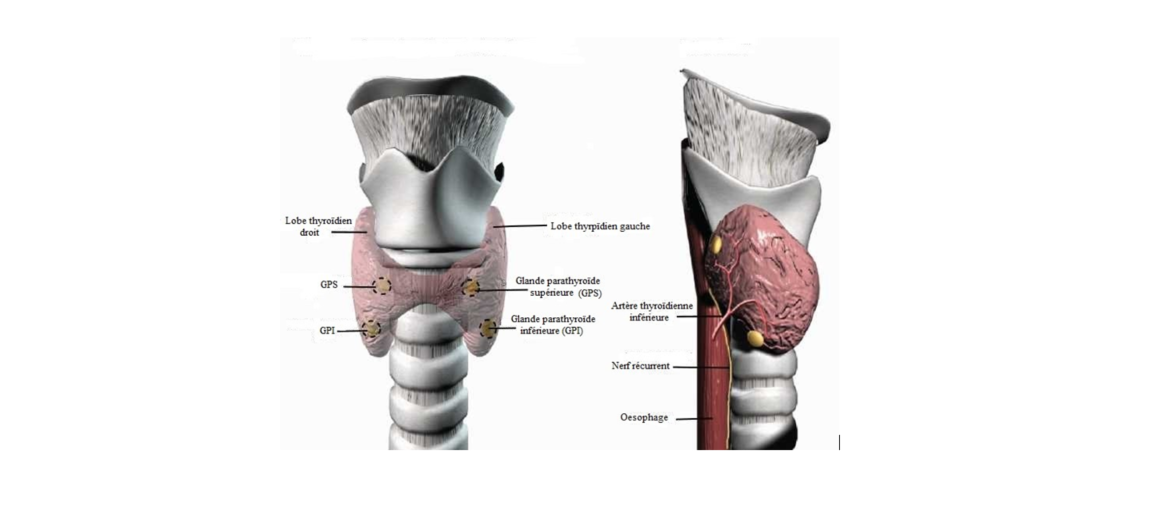 glandes parathyroïdes
