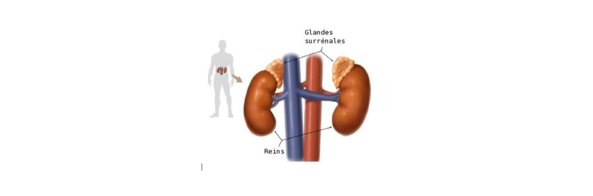 Les glandes surrénales