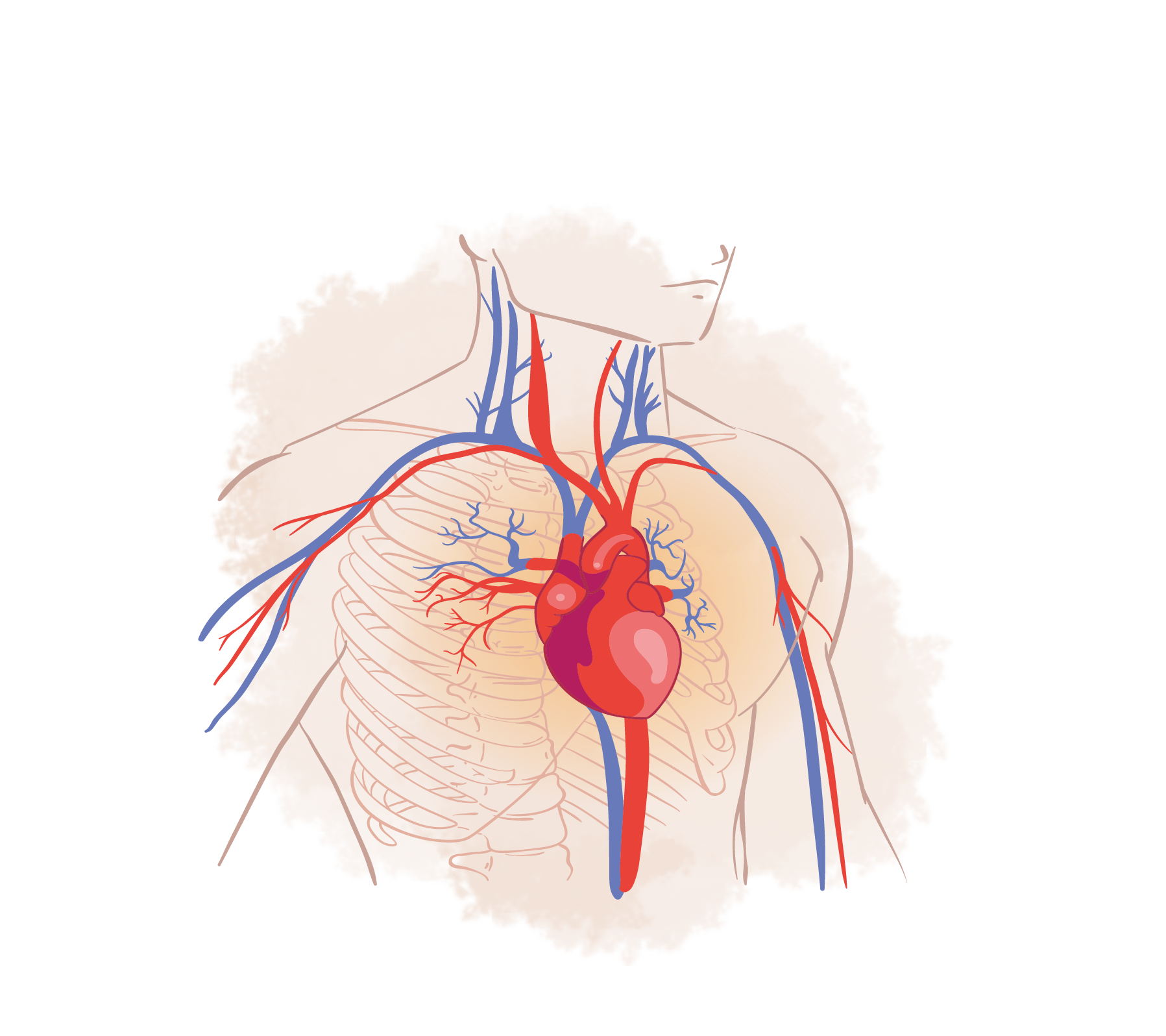 Pôle Cardio Vasculaire