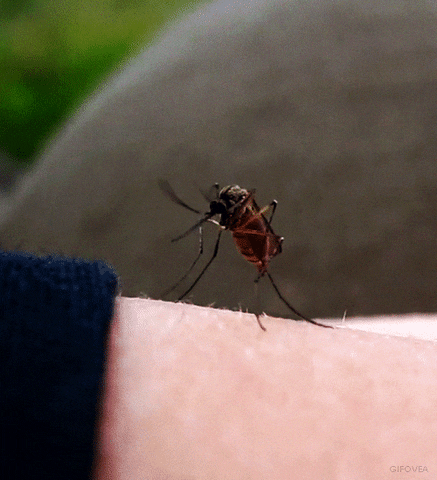 Un vaccin contre le chikungunya enfin disponible