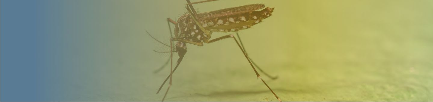 Encéphalite japonaise : tout sur le vaccin