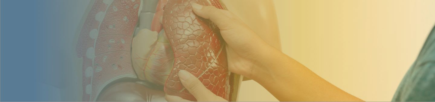 Glossaire de l'anatomie