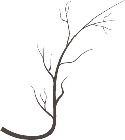 Chirurgie Vasculaire