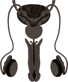 Chirurgie urologique