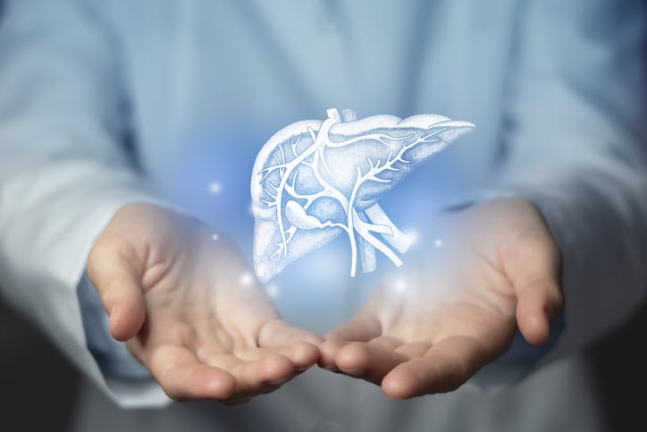 Doctor's hands holding a model of a liver and pancreas.