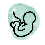 La fécondation in vitro (FIV)