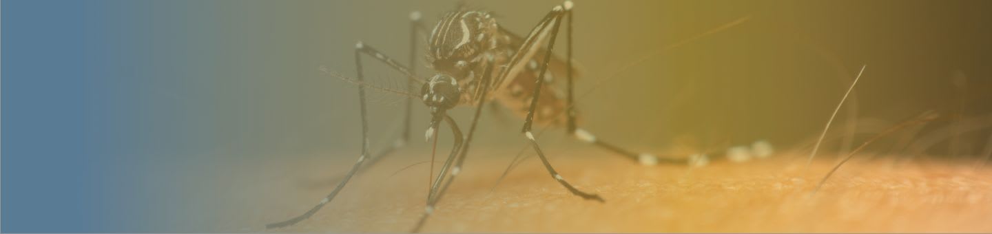 Chikungunya
