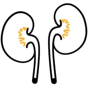 Pôle Urologie et Néphrologie