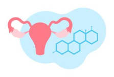 Illustration utérus pour les hormones