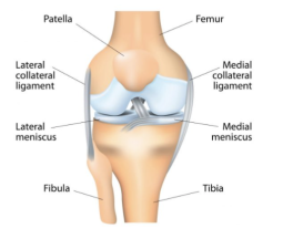 lésions méniscales