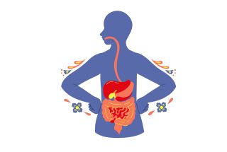 Illustration corps humain avec organe pour visualisé les aliments