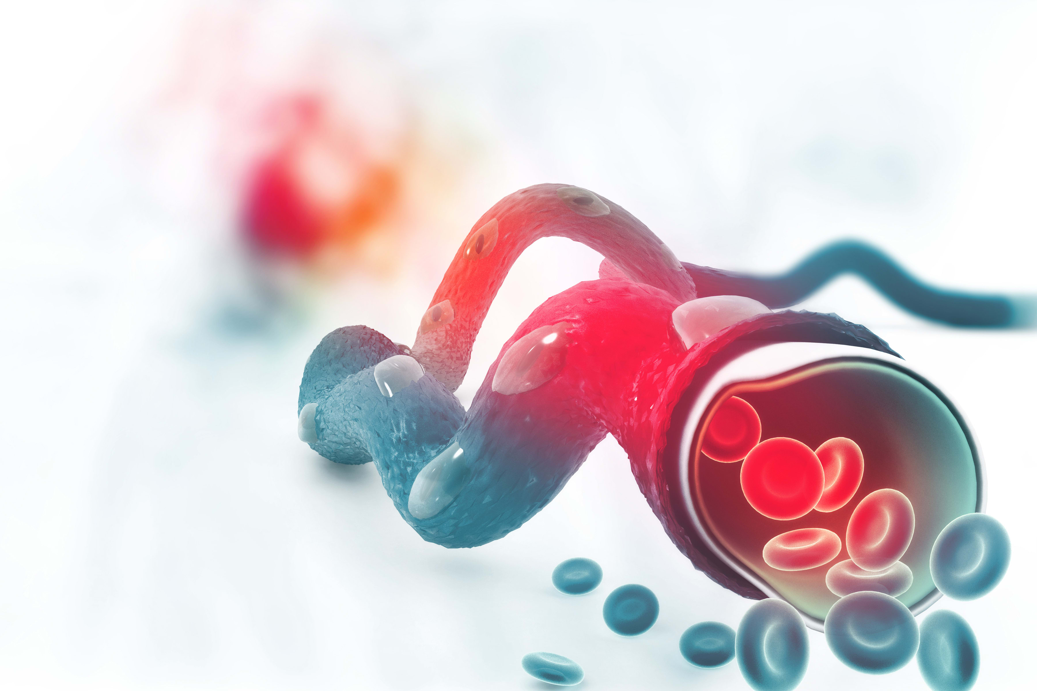 circulation sanguine