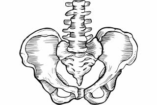illustration osseuse dun Pubis